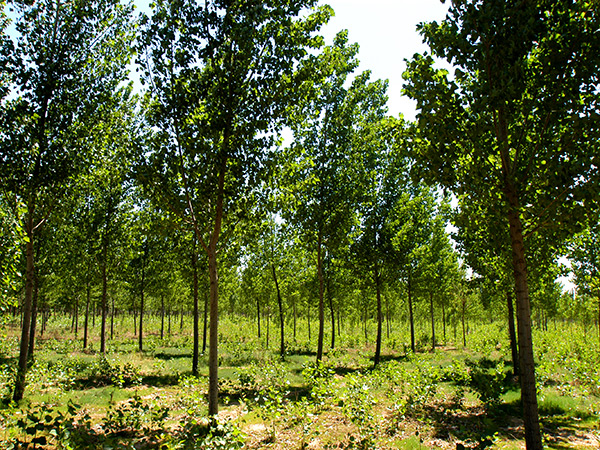 ������K8���������ʹٷ���վ԰�ֹ������޹�˾